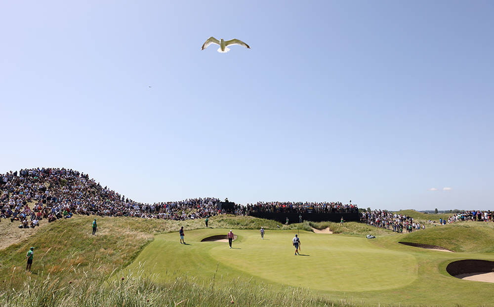 A seagull flying above a green